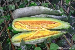 网红赵一菲吃瓜网