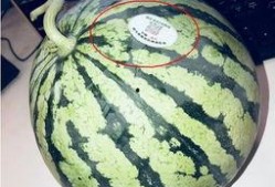 网红小刀吃瓜,揭秘娱乐圈幕后真相