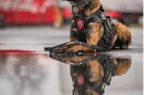 今日吃瓜警犬,揭秘警犬日常趣事